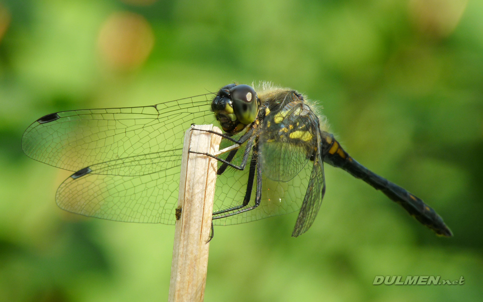 Black Darter (Male, Sympetrum danae)